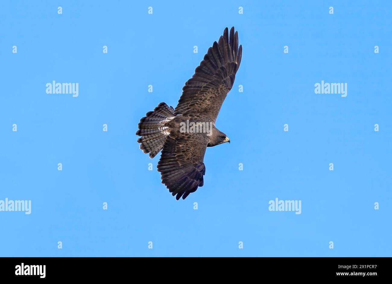 Gros plan d'un faucon de Swainson adulte, planant dans les airs avec des ailes déployées et des plumes de queue en éventail contre un ciel bleu. Banque D'Images