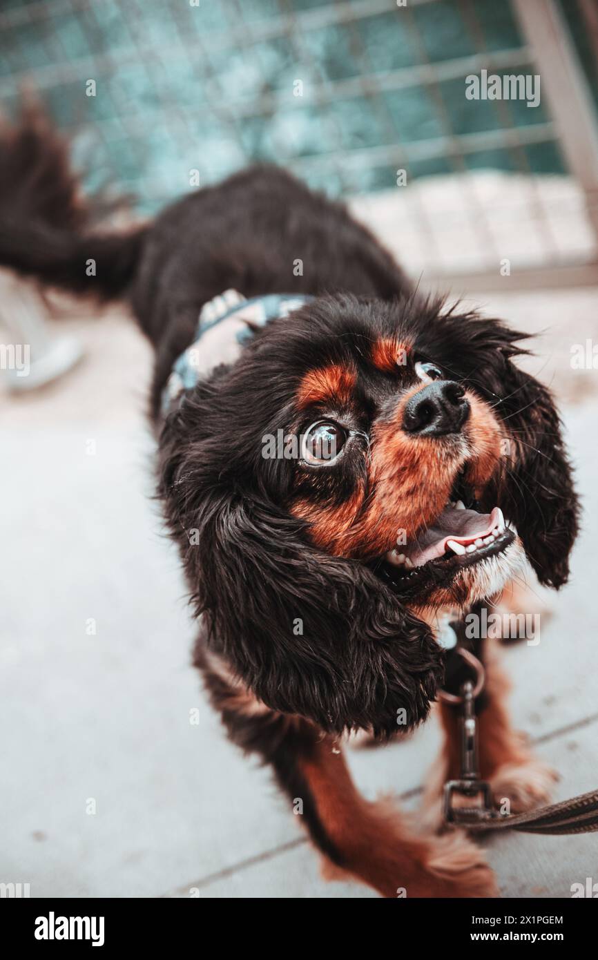 Portrait de chien mignon. Banque D'Images