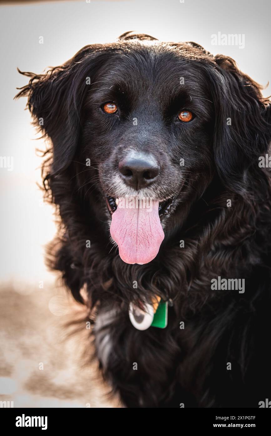 Portrait de chien mignon. Banque D'Images