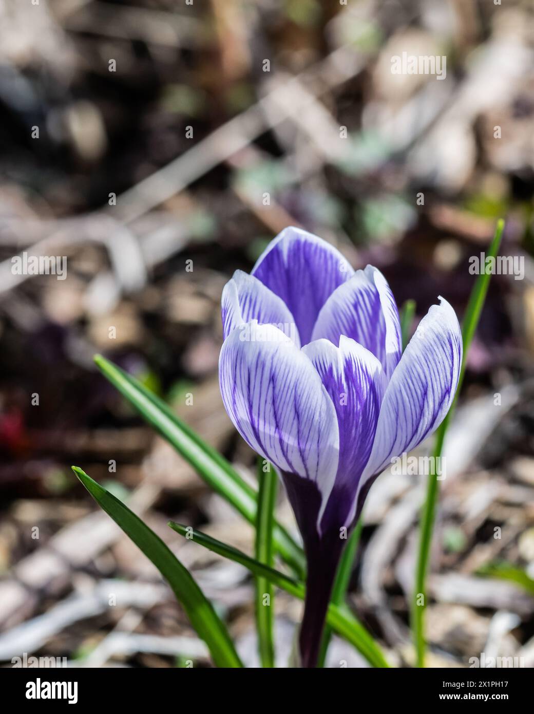 Une fleur de crocus, crocus sativus, poussant sur le sol forestier au printemps dans les montagnes Adirondack, NY Banque D'Images