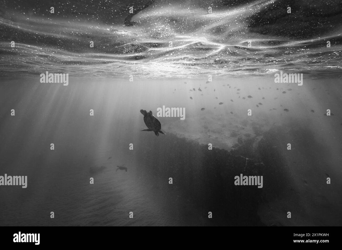 Une tortue de mer verte plonge sous la surface de l'océan dans les eaux hawaïennes claires et tranquilles tandis que les rayons du soleil illuminent la scène, en BW Banque D'Images