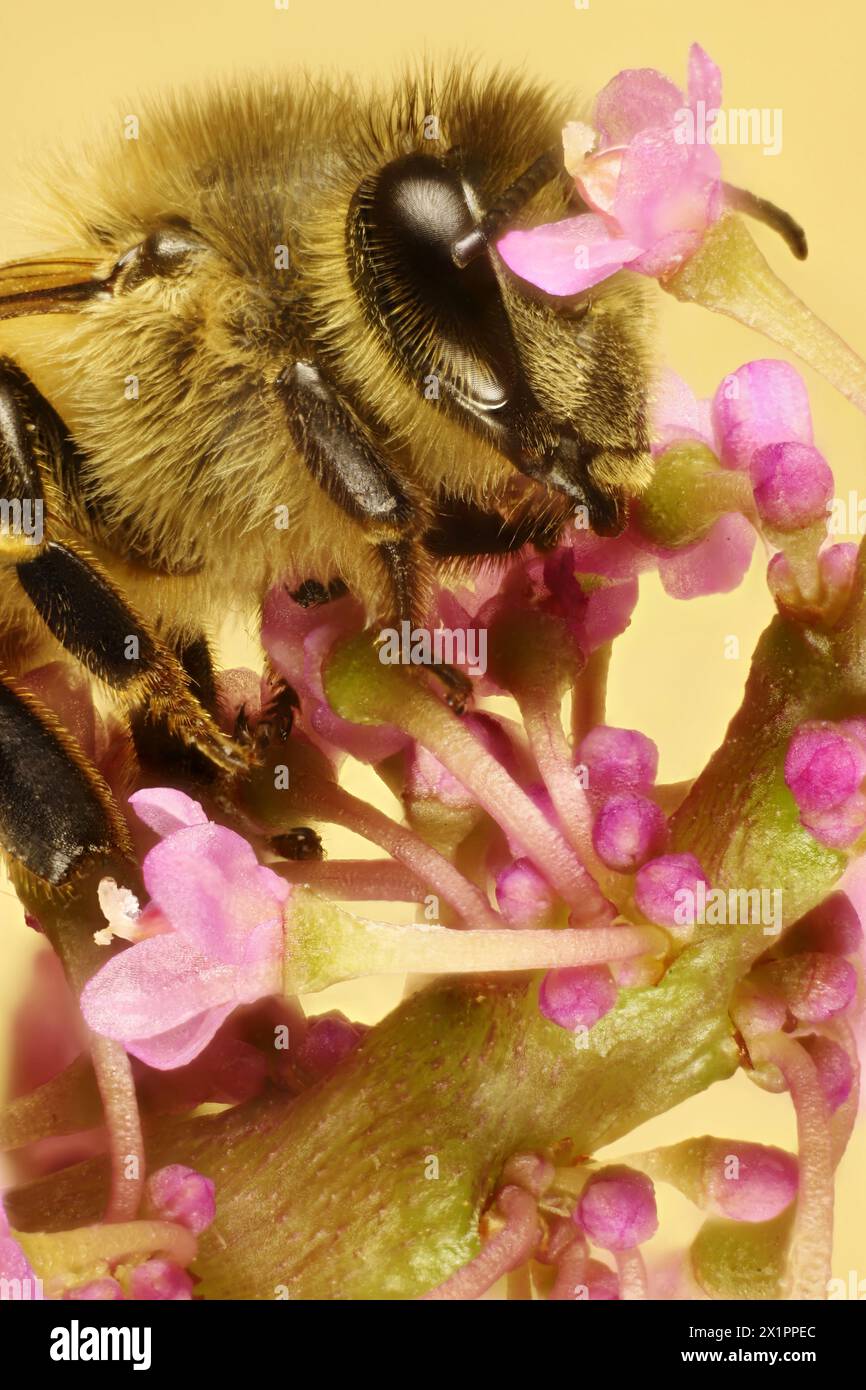 Gros plan de Western Honey Bee (Apis mellifera) collectant du nectar de fleur de jade, Australie méridionale Banque D'Images