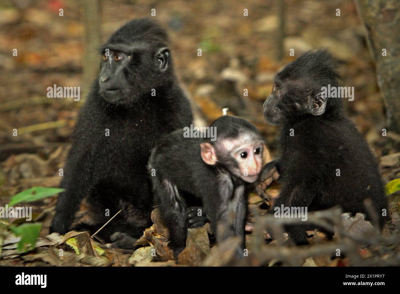 Les juvéniles macaques à crête (Macaca nigra) sont assis sur le sol, alors qu'une progéniture se déplace au premier plan pendant l'activité sociale dans la forêt de Tangkoko, Sulawesi du Nord, Indonésie. Le changement climatique est l’un des principaux facteurs affectant la biodiversité dans le monde à un rythme alarmant, selon une équipe de scientifiques dirigée par Antonio Acini Vasquez-Aguilar dans leur document de recherche de mars 2024 publié sur environ Monit Assess. Cela pourrait modifier la répartition géographique des espèces, y compris des espèces qui dépendent grandement du couvert forestier comme les primates, disent-ils, comme une autre équipe de scientifiques dirigée par Miriam Plaza... Banque D'Images