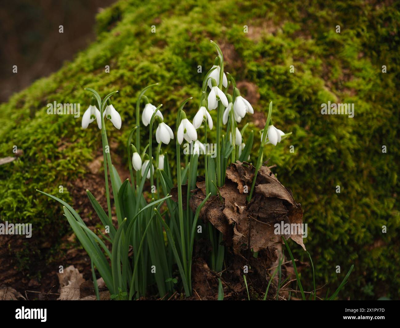 Gouttes de neige et mousse sur un arbre Banque D'Images