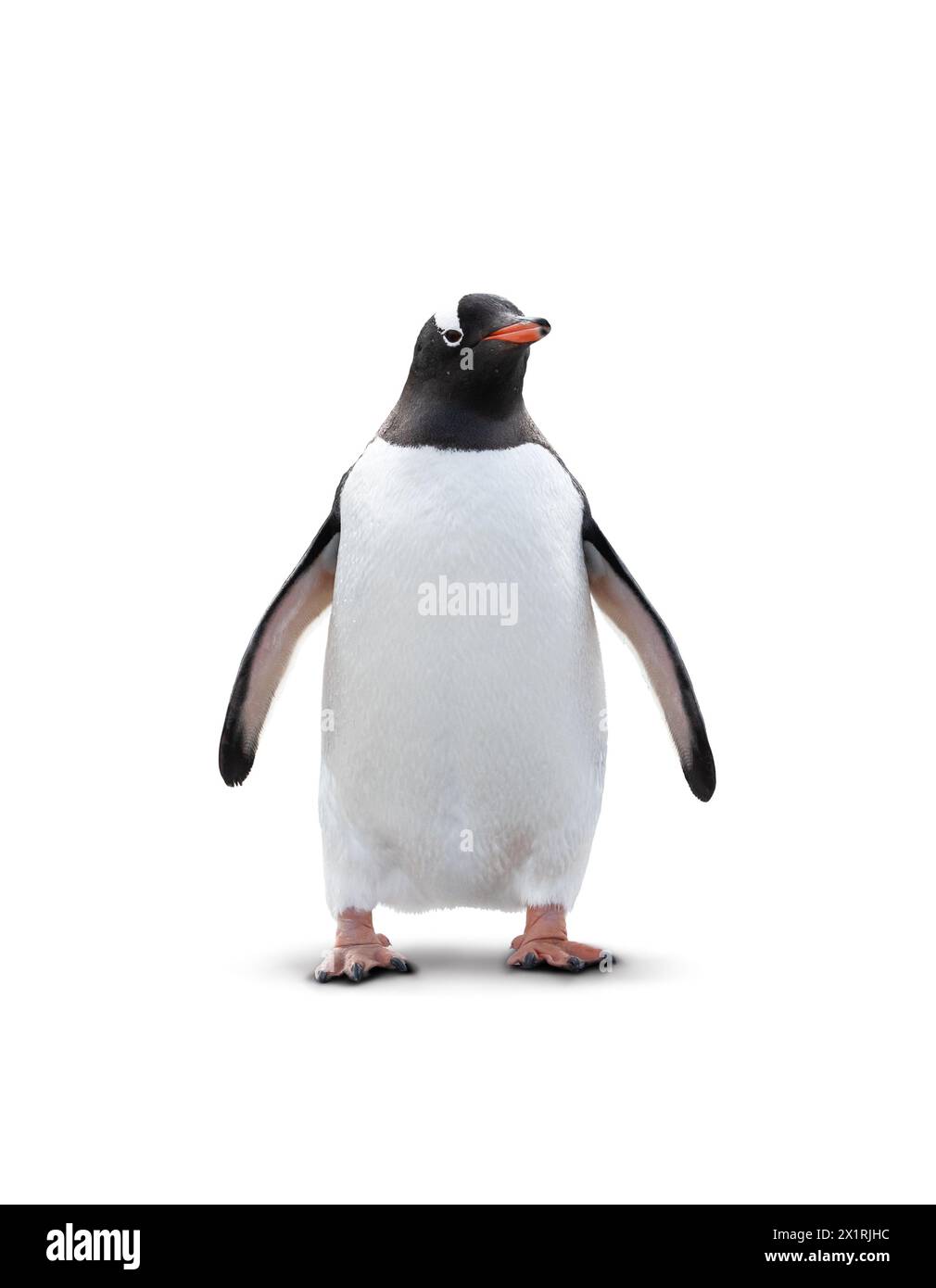 Pingouin Gentoo isolé sur fond blanc. Banque D'Images