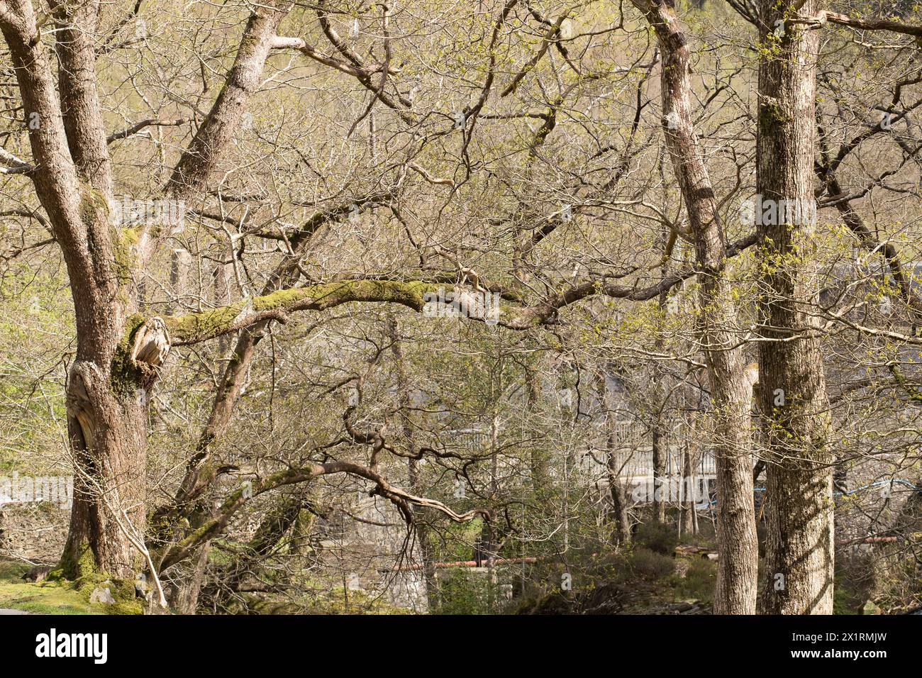 Rhaeadr Ddu et Coed Ganllwyd marchent Banque D'Images