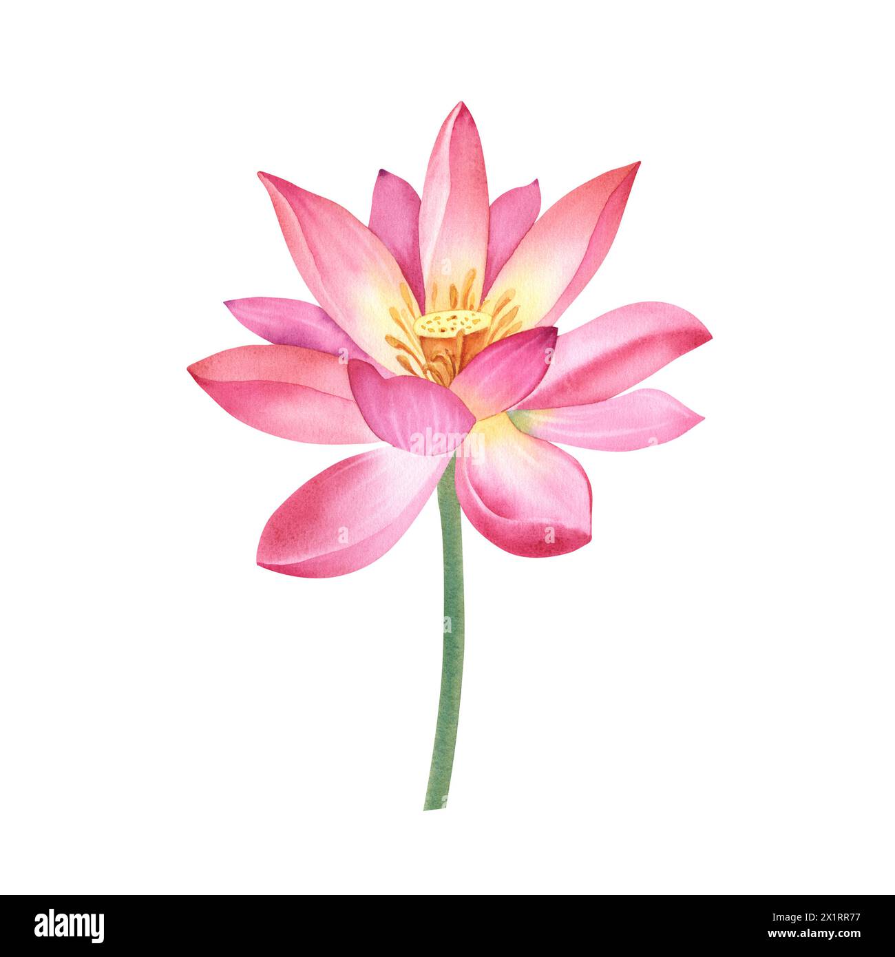 Fleur de lotus rose sur un fond blanc isolé. Illustration aquarelle d'un nénuphar pour la conception de spa. Dessin d'un nénuphar chinois pour greeti Banque D'Images