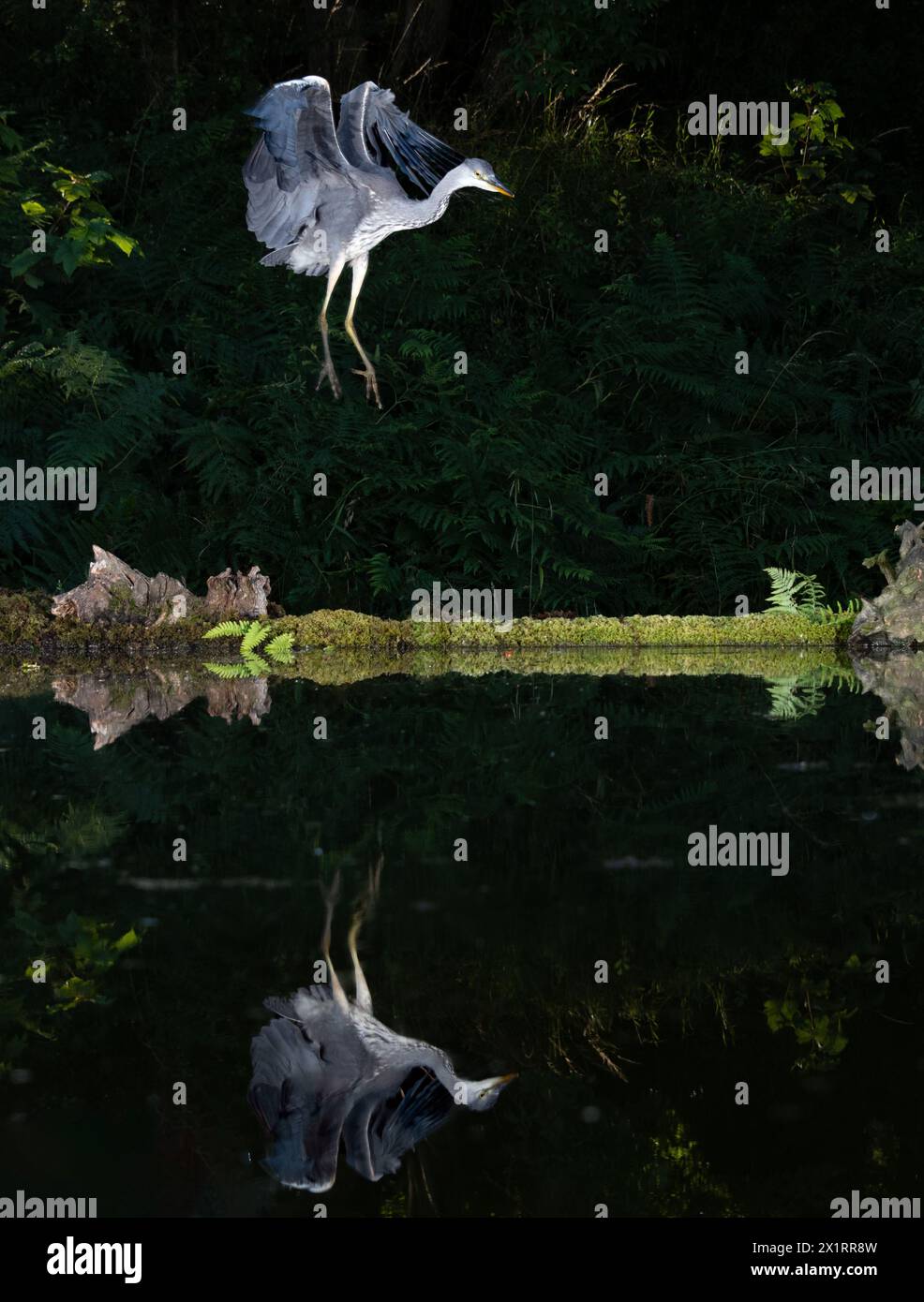 Capturé la nuit, un héron gris, Ardea cinerea, arrive à la terre avec des ailes déployées et le reflet dans l'eau plate d'une piscine Banque D'Images