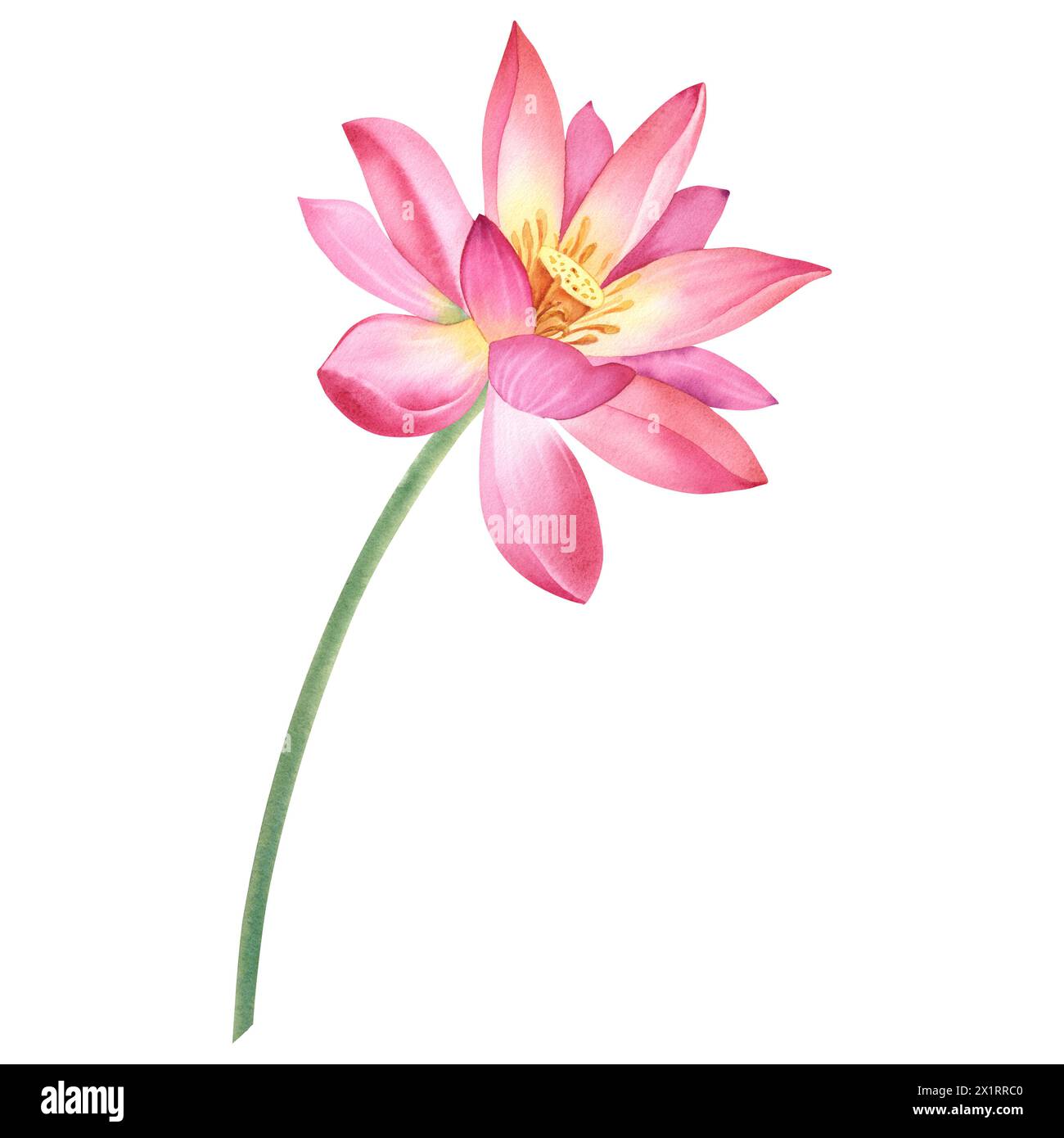 Fleur de lotus rose sur un fond blanc isolé. Illustration aquarelle d'un nénuphar pour la conception de spa. Dessin d'un nénuphar chinois pour greeti Banque D'Images