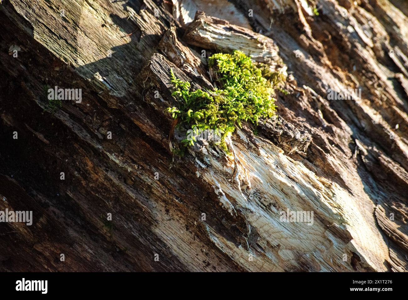 Découvrez la beauté complexe d'une petite mousse accrochée à un tronc d'arbre, un minuscule écosystème dans la vaste forêt. Banque D'Images
