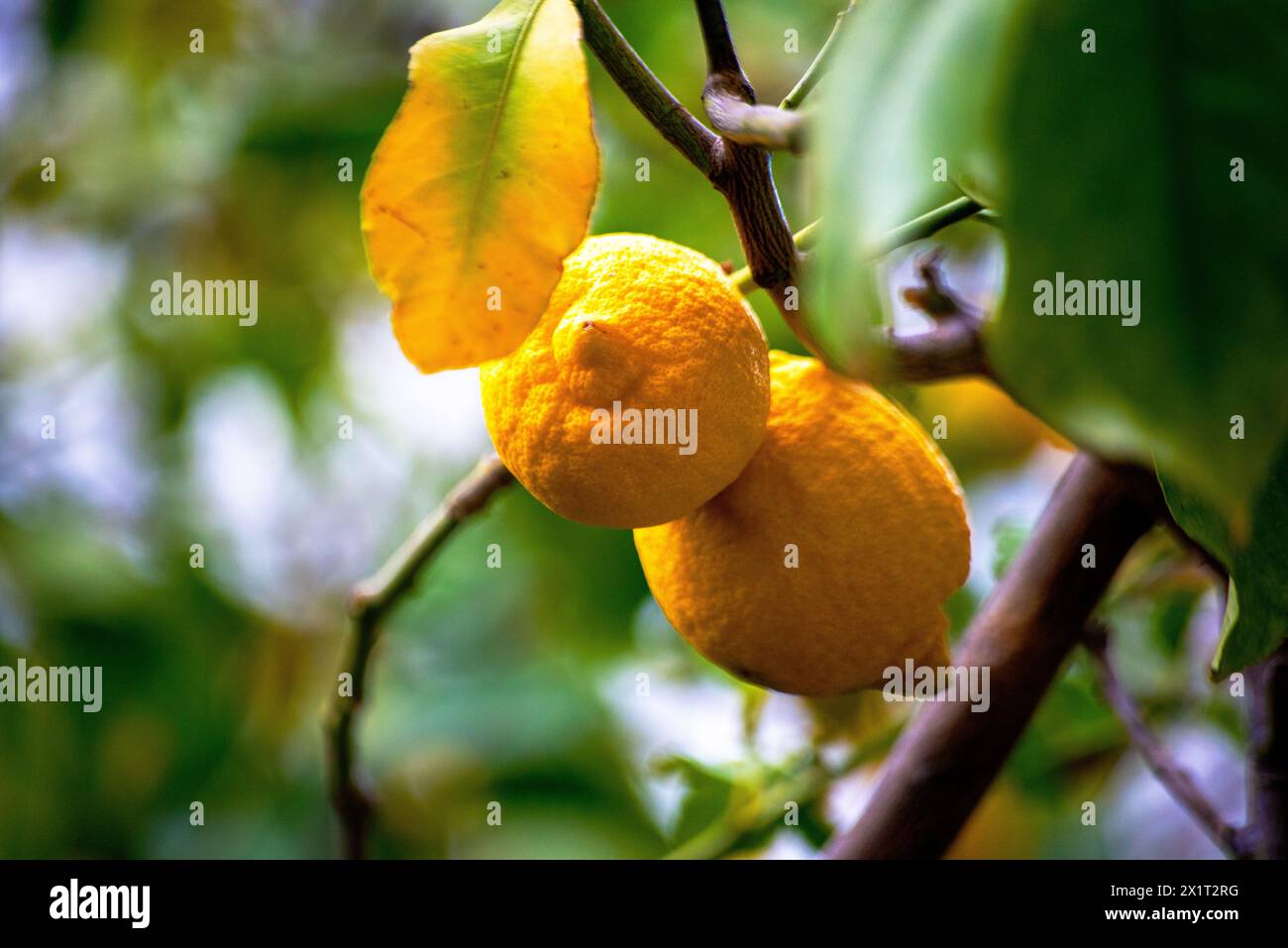 Découvrez l'abondance de citrons biologiques suspendus aux branches et aux arbres, mûrs et prêts à être cueillis dans le jardin. Banque D'Images