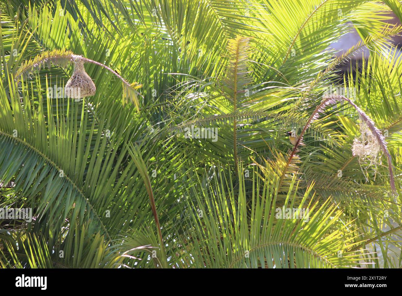 les feuilles d'un palmier avec des nids d'oiseau tisserand suspendus à eux avec un oiseau tisserand assis sur une branche Banque D'Images