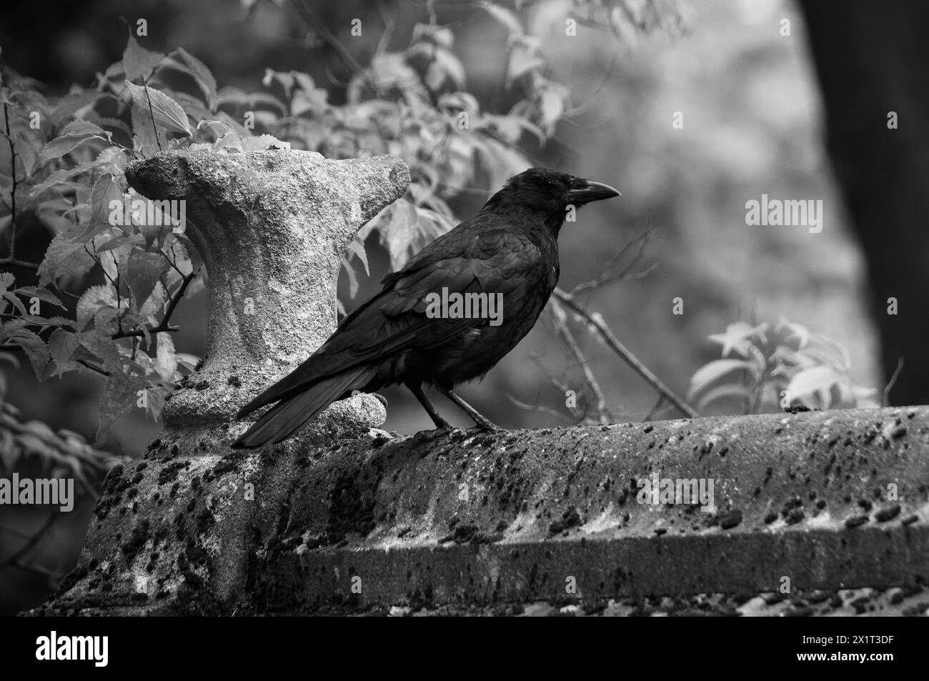 Corbeau sur une tombe - photographie monochrome Banque D'Images Corbeau sur une tombe - photographie monochrome Banque D'Images