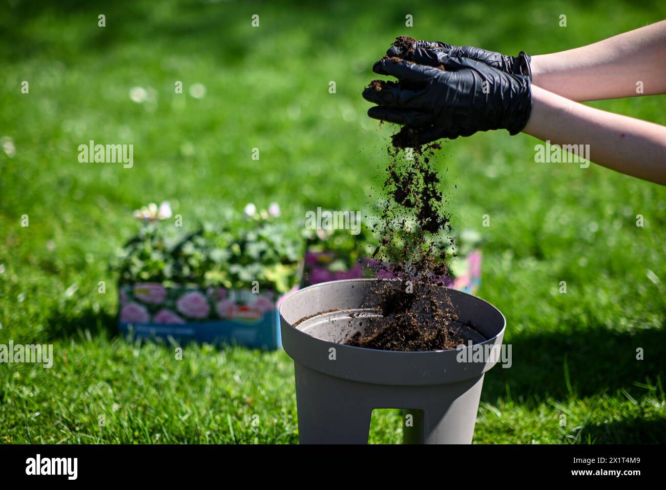 préparation pour planter des fleurs. Une femme en gants verse de la terre dans un pot de fleurs. Le sol lévite magnifiquement dans l'air. Banque D'Images