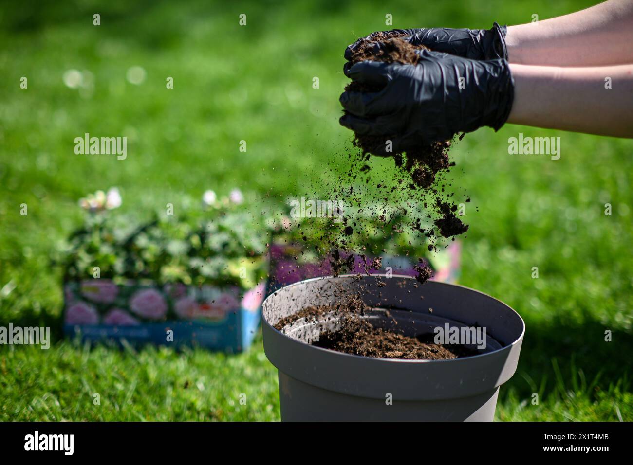 préparation pour planter des fleurs. Une femme en gants verse de la terre dans un pot de fleurs. Le sol lévite magnifiquement dans l'air. Banque D'Images