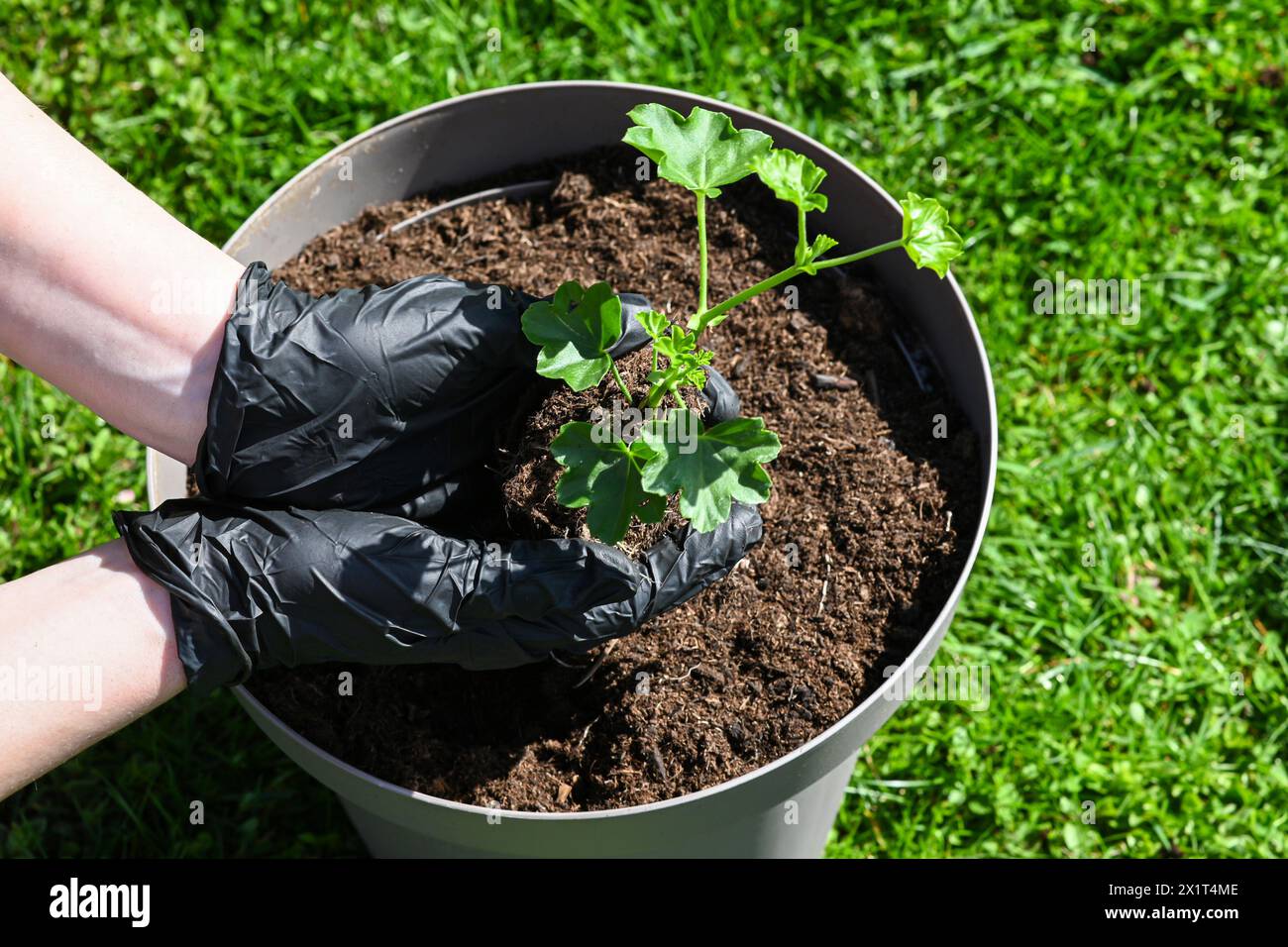 Une femme en gants transplante des fleurs de muscat dans un pot de fleurs. Belle herbe verte en arrière-plan. Banque D'Images