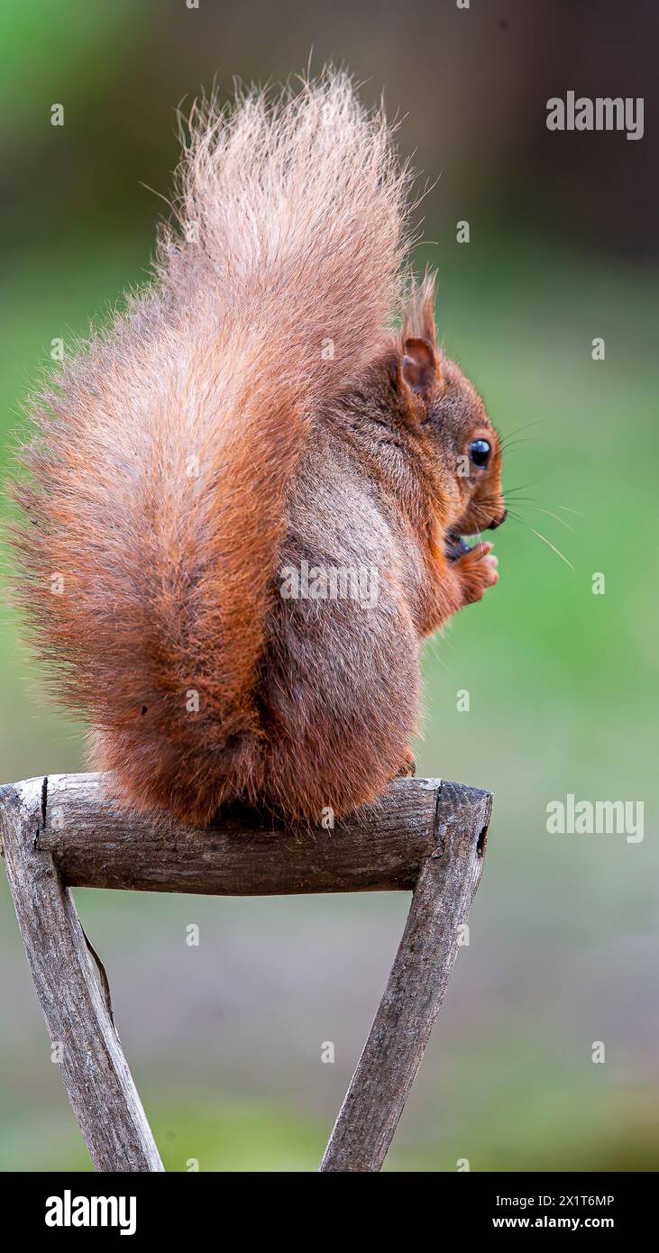 L'écureuil rouge donne au photographe la queue ABERDEEN, ÉCOSSE IMAGES HILARANTES d'un écureuil jouant sur une poignée de bêche et paraissant trop heureux w Banque D'Images