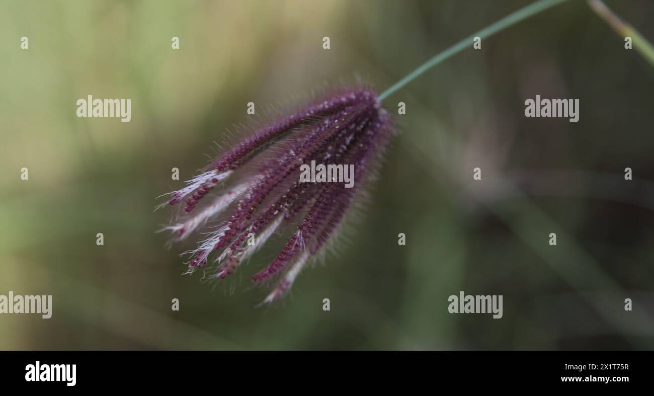 Gros plan de Chloris Barbata Finger Grass Mascat Oman Banque D'Images