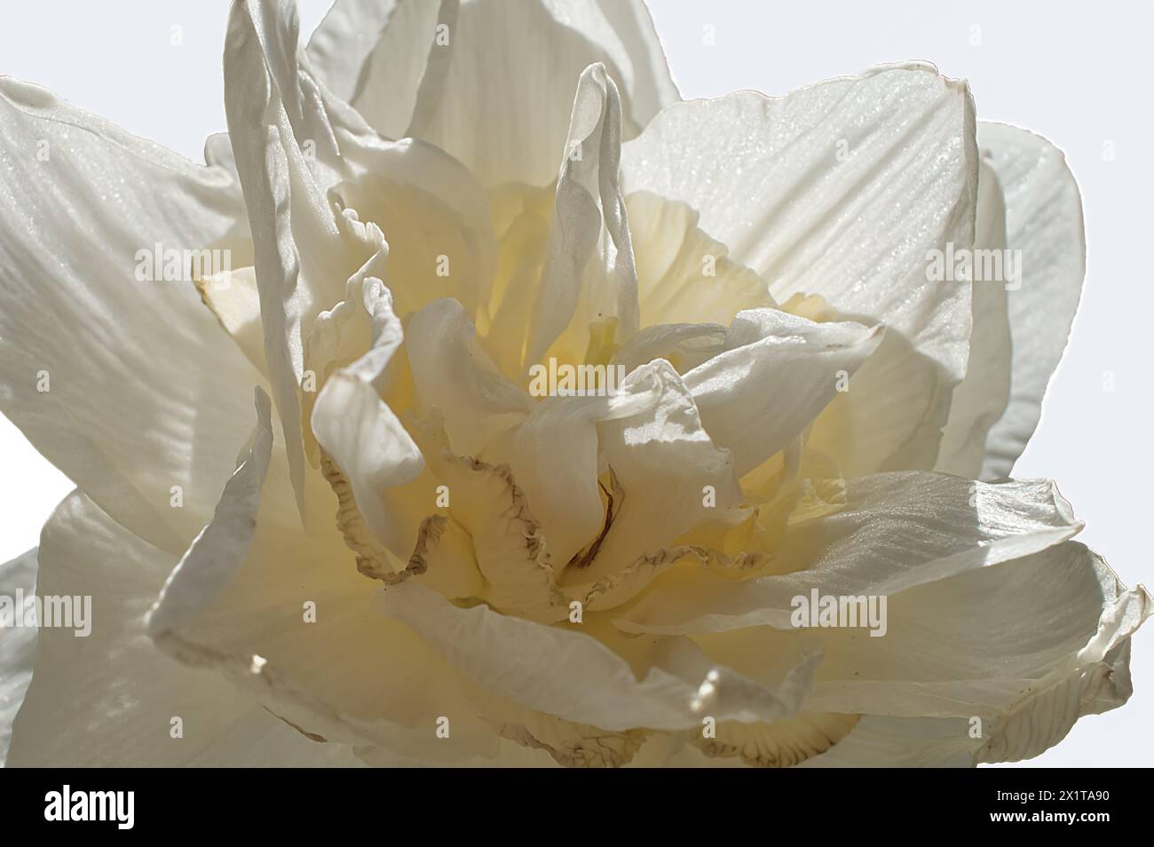 Vue macro des pétales d'une fleur de pivoine blanche au printemps Banque D'Images