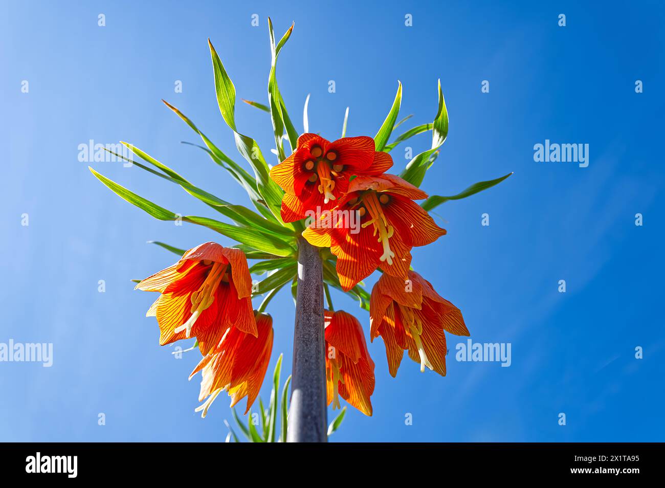 Fleur impériale de couronne étonnante en couleur orange contre le ciel bleu Banque D'Images