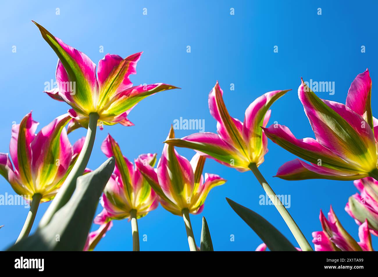 Gros plan de tulipes envolez-vous en couleur rose contre le ciel bleu Banque D'Images