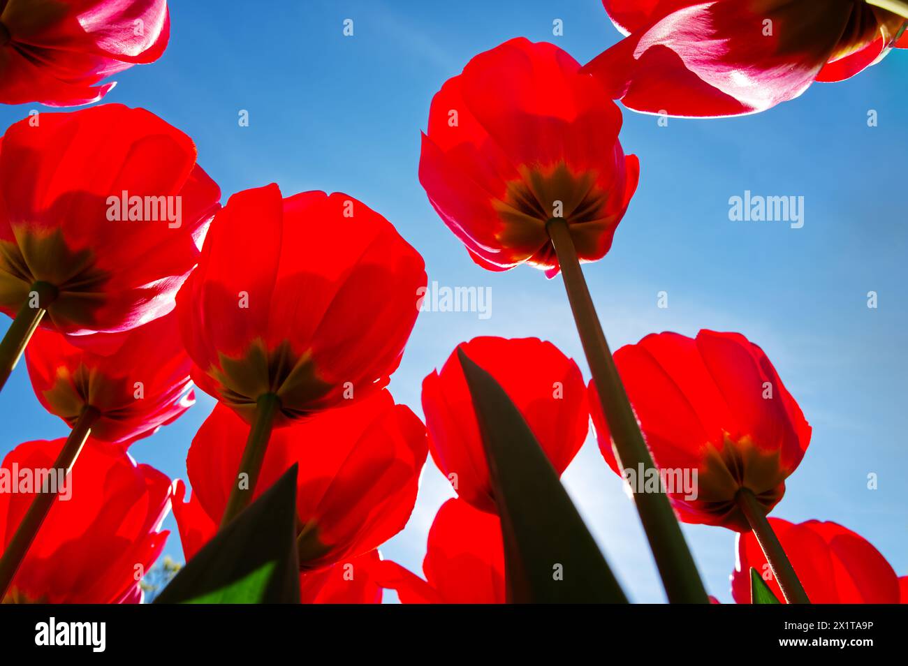 Étonnantes tulipes rouges contre le ciel bleu au printemps Banque D'Images