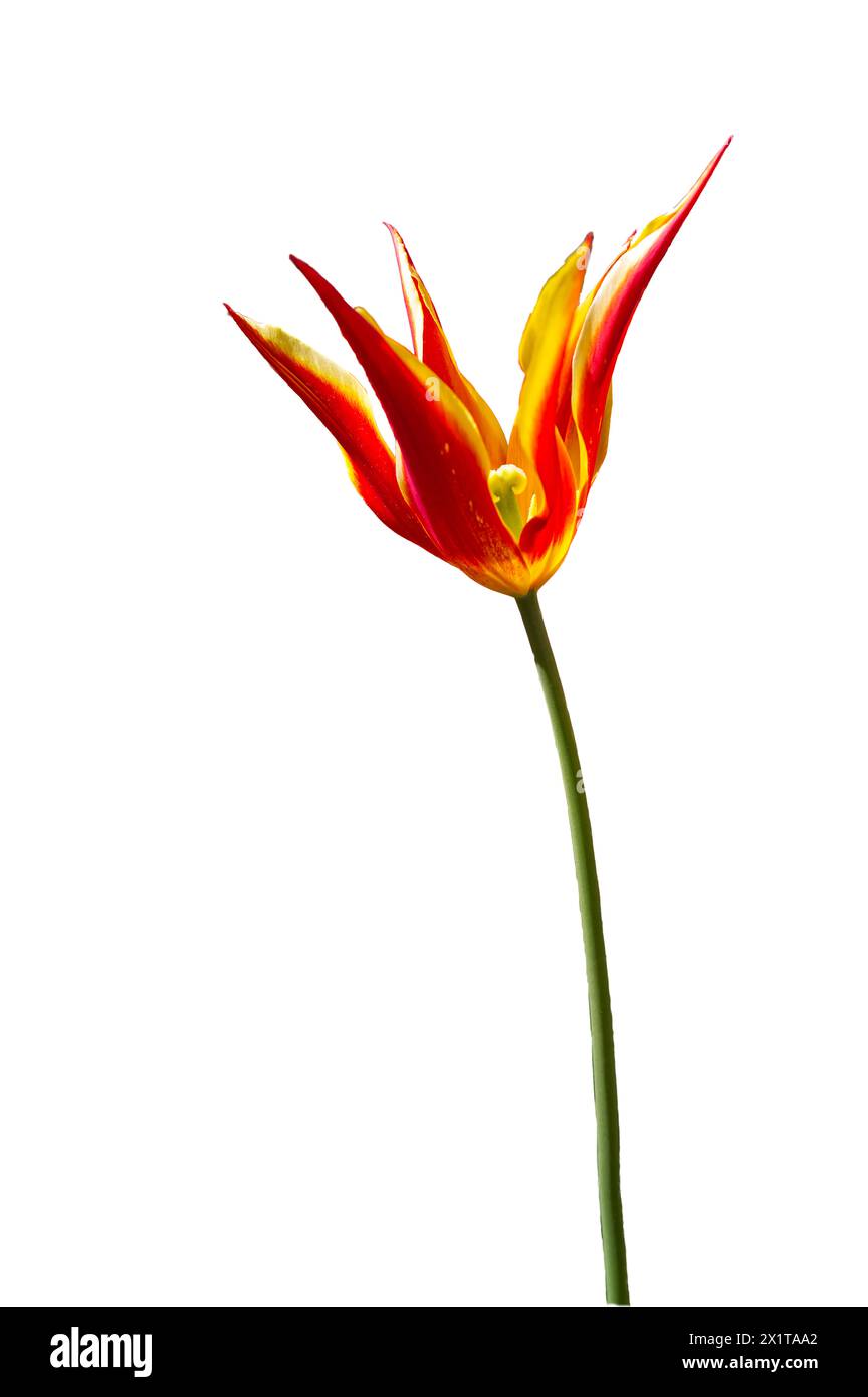 Gros plan d'une tulipe qui s'envole dans la couleur orange jaune sur le fond blanc Banque D'Images