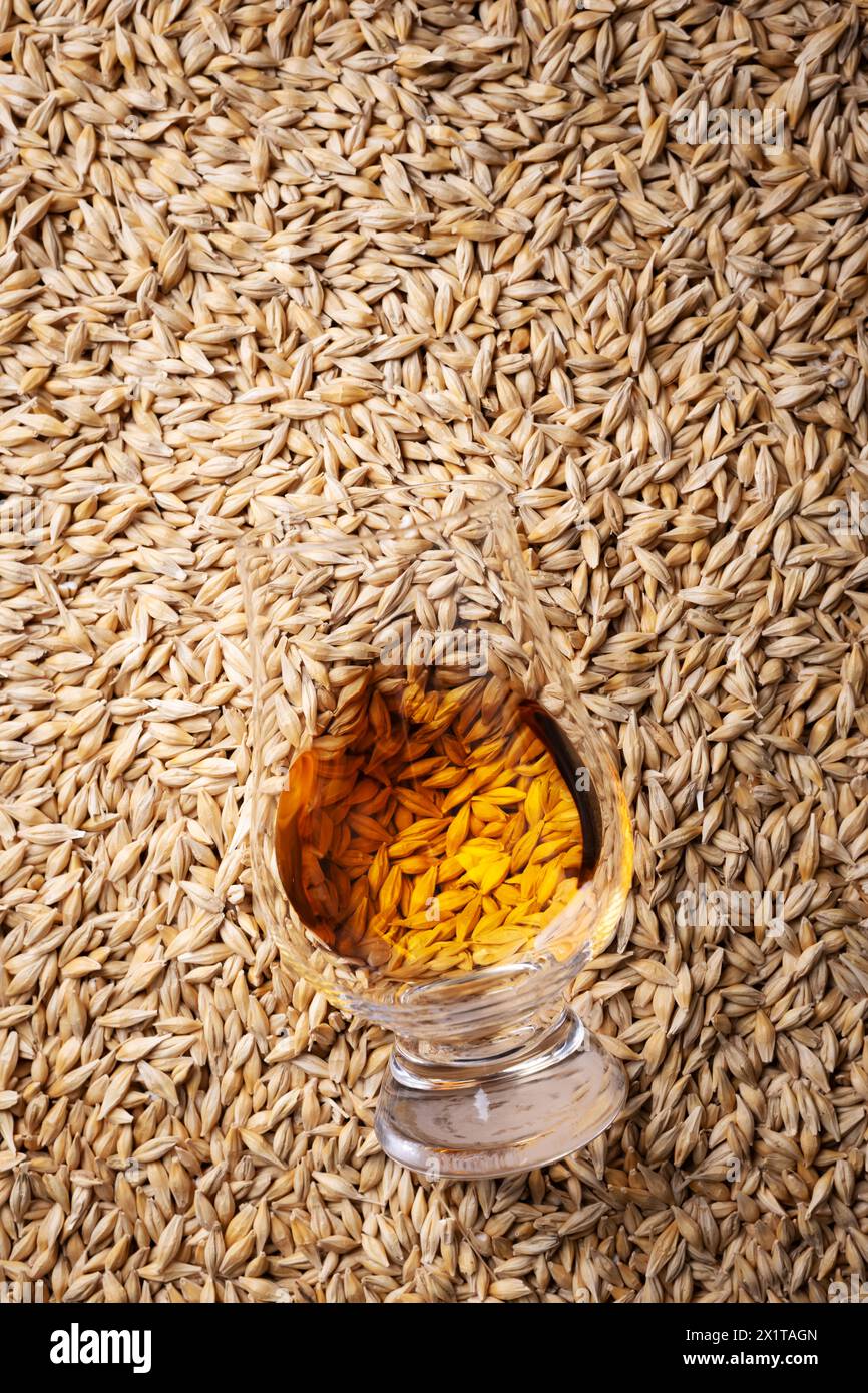 Vue de dessus d'un verre de whisky couché sur un tas de grains d'orge. Concept traditionnel de distillerie d'alcool Banque D'Images