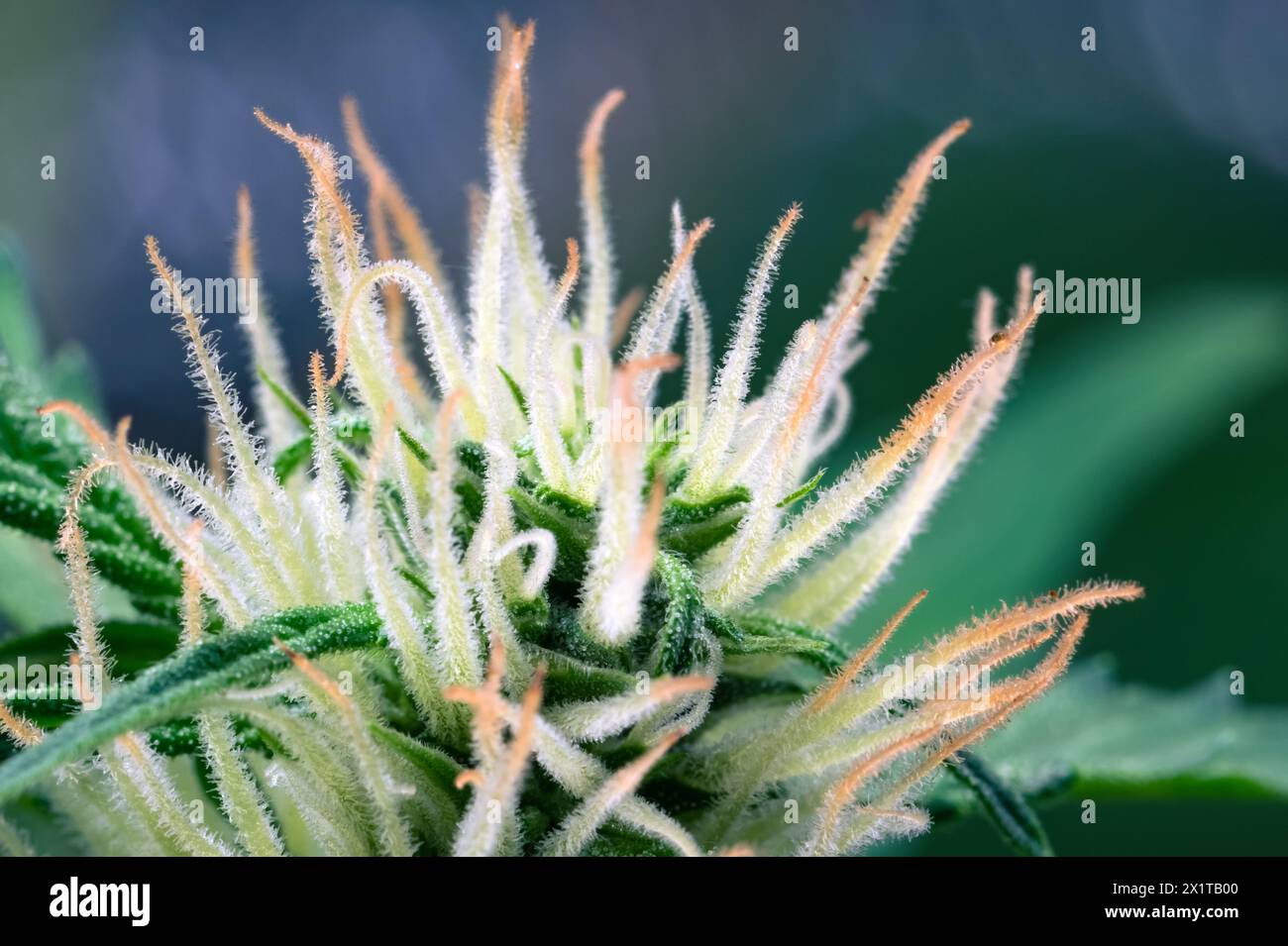 Trichomes poilus de bourgeons de cannabis indica sativa en fleurs gros plan. Concept de culture de marijuana médicale. Prise de vue macro Banque D'Images