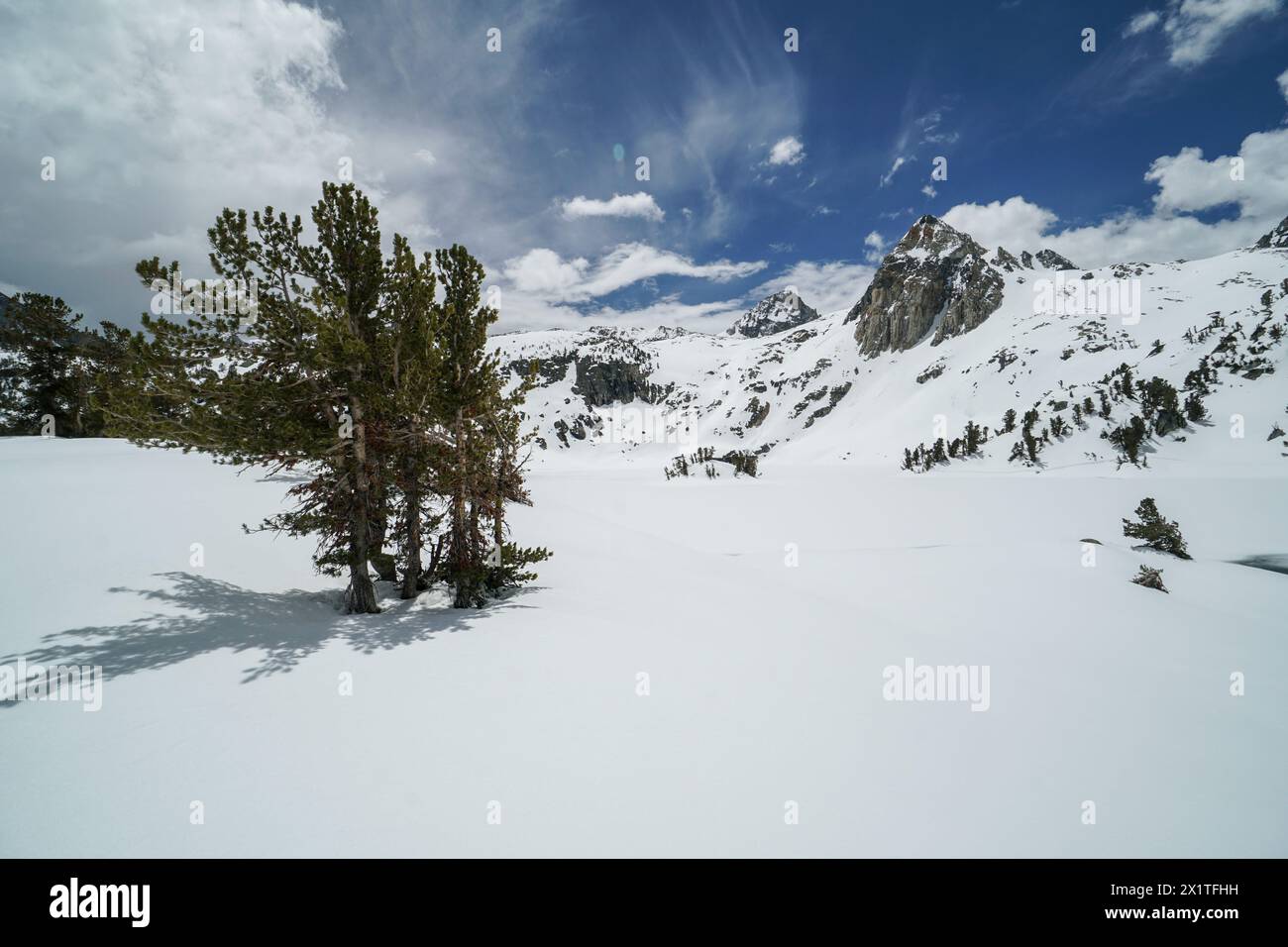 Pacific Crest Trail. Un arbre solitaire se dresse dans la neige devant une chaîne de montagnes. La scène est paisible et sereine ; avec le paysage enneigé cr Banque D'Images