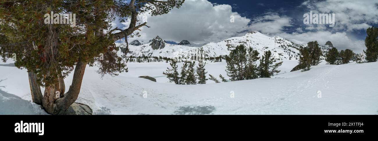 Pacific Crest Trail. Une vue panoramique sur une chaîne de montagnes enneigée avec un arbre au premier plan. Le ciel est dégagé et la neige blanche Banque D'Images