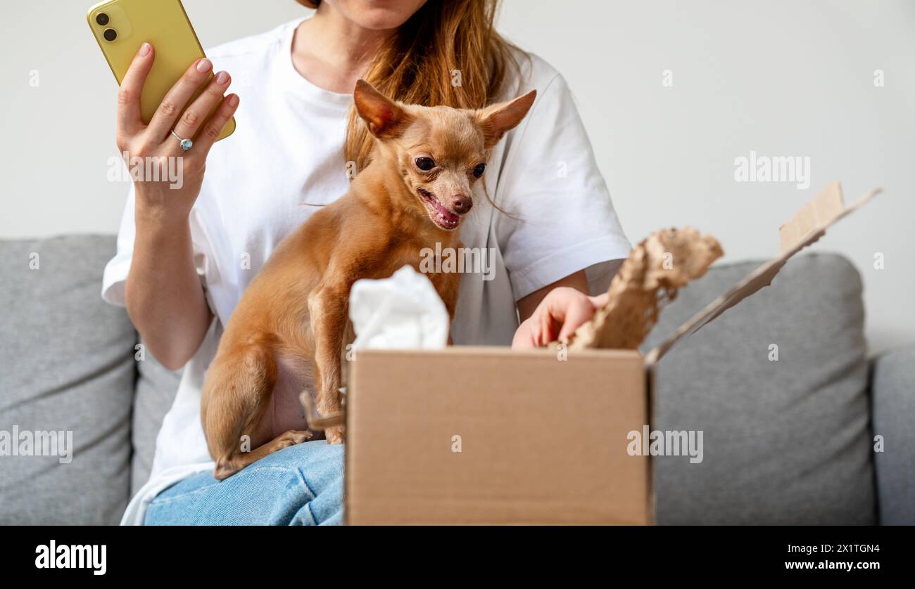 Mécontent petit chien Toy Terrier grogne à un carton alors que son propriétaire déballait l'achat sur Internet. Banque D'Images