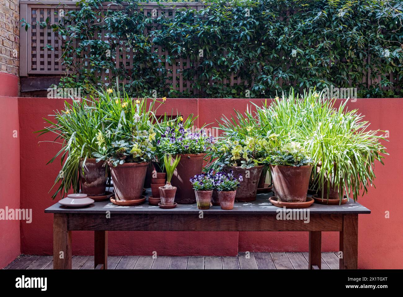 Plantes de conteneur dans le jardin de la maison de Chelsea, Londres, Royaume-Uni Banque D'Images