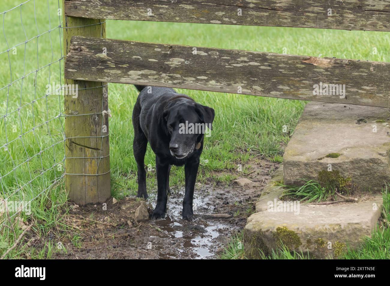 Un labrador noir qui passe sous un stile amical des chiens dans le Yorkshire. Banque D'Images