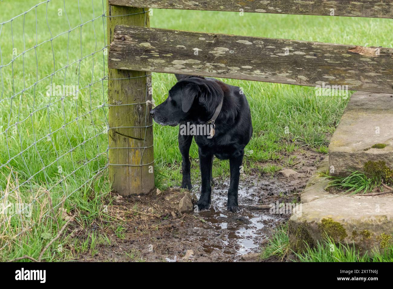 Un labrador noir qui passe sous un stile amical des chiens dans le Yorkshire. Banque D'Images