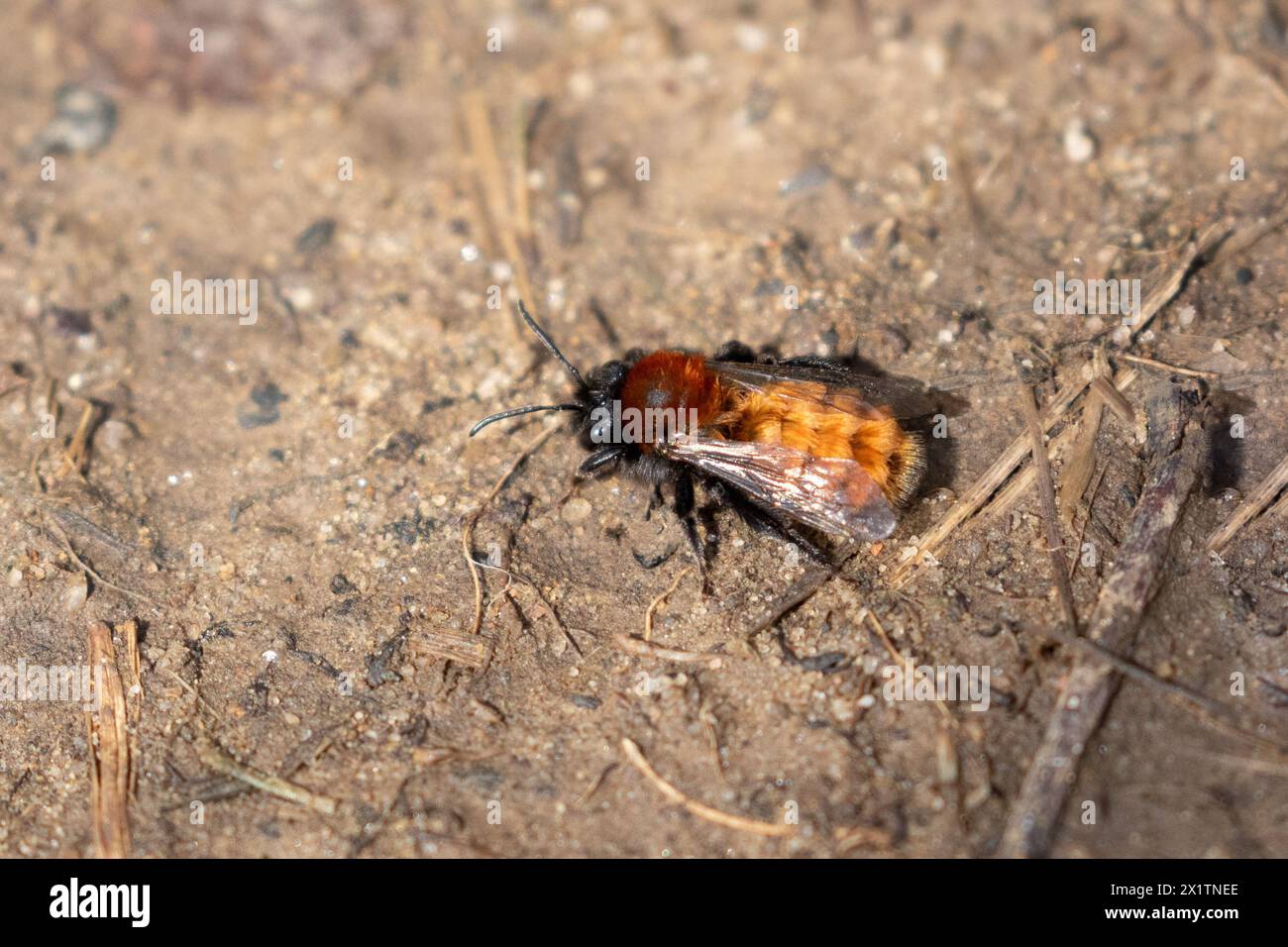 Tawny Mining Bee (Andrena fulva) sur un sol sablonneux. C'est une femelle, elle a des couleurs plus frappantes que le mâle. Banque D'Images