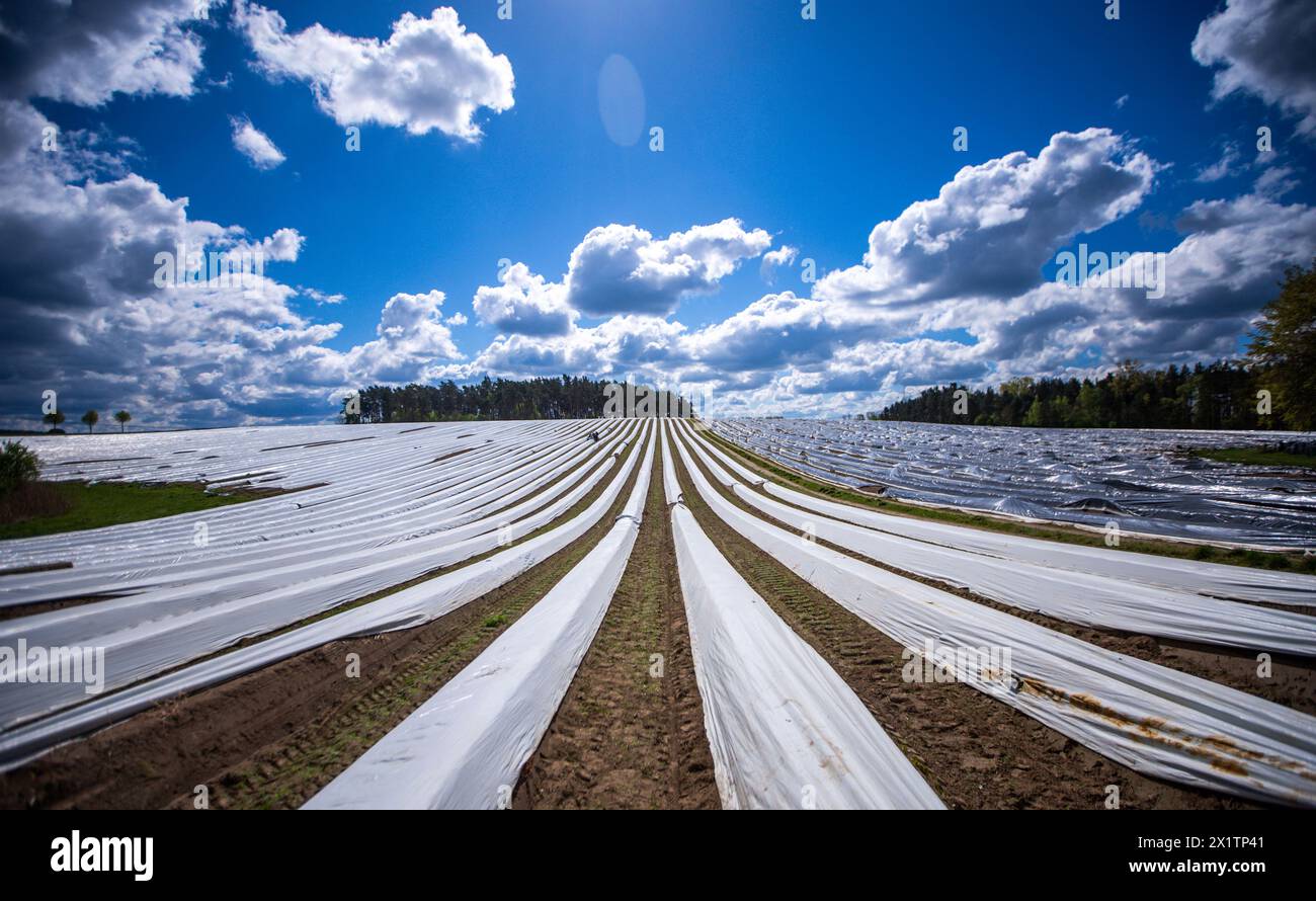 Tieplitz, Allemagne. 18 avril 2024. Les tiges d'asperges dans un champ appartenant à l'entreprise agricole Mecklenburger Frische sont recouvertes d'un film protecteur. La récolte des asperges a commencé dans le Mecklembourg-Poméranie occidentale et dans de nombreux autres états fédérés. Dans le nord-est, l'asperge blanche a été cultivée sur une superficie de 142 hectares en 2023. Avec un total de 606 tonnes, le rendement moyen était de 4,2 tonnes par hectare. Crédit : Jens Büttner/dpa/Alamy Live News Banque D'Images