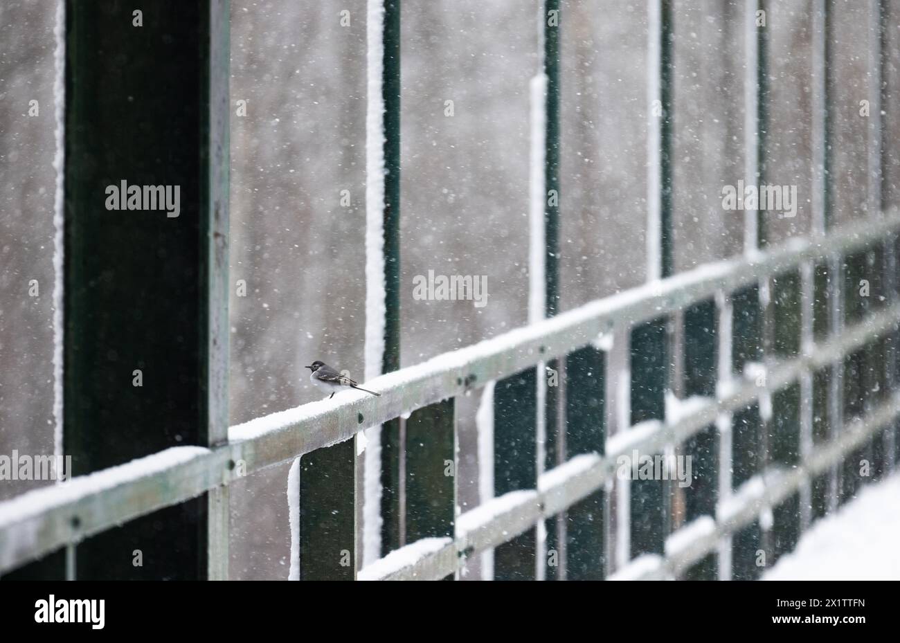 Motala, Suède. 18 avril 2024. Météo saisonnière, météo hivernale pendant le jeudi, pendant la saison printanière. Dans l'image : un oiseau sur un vieux pont. Crédit : Jeppe Gustafsson/Alamy Live News Banque D'Images