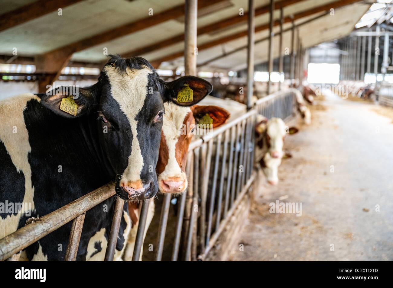 Vaches dans une écurie. ANP/Hollandse Hoogte/Josh Walet pays-bas Out - belgique Out Banque D'Images