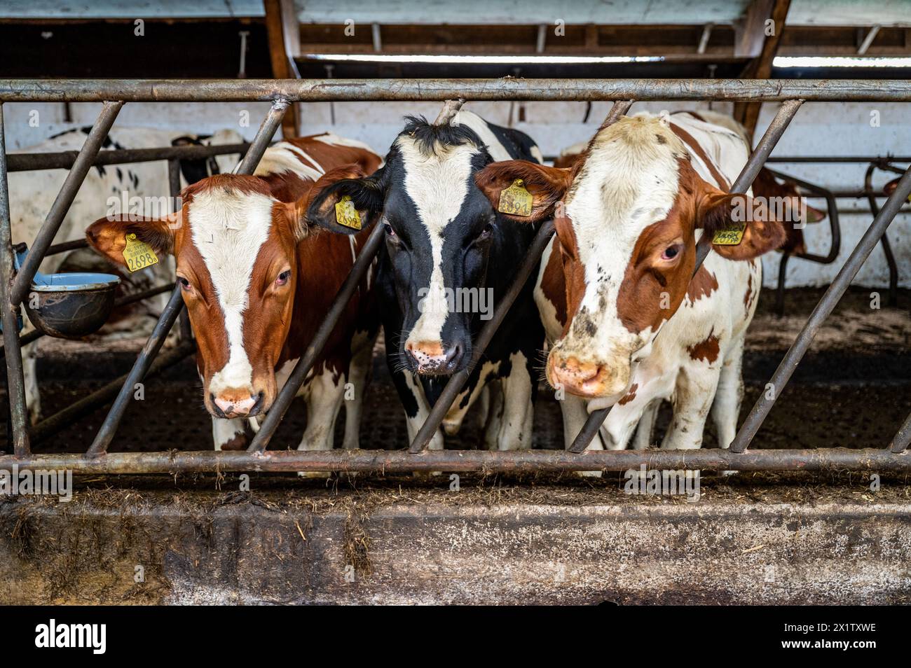 Vaches dans une écurie. ANP/Hollandse Hoogte/Josh Walet pays-bas Out - belgique Out Banque D'Images