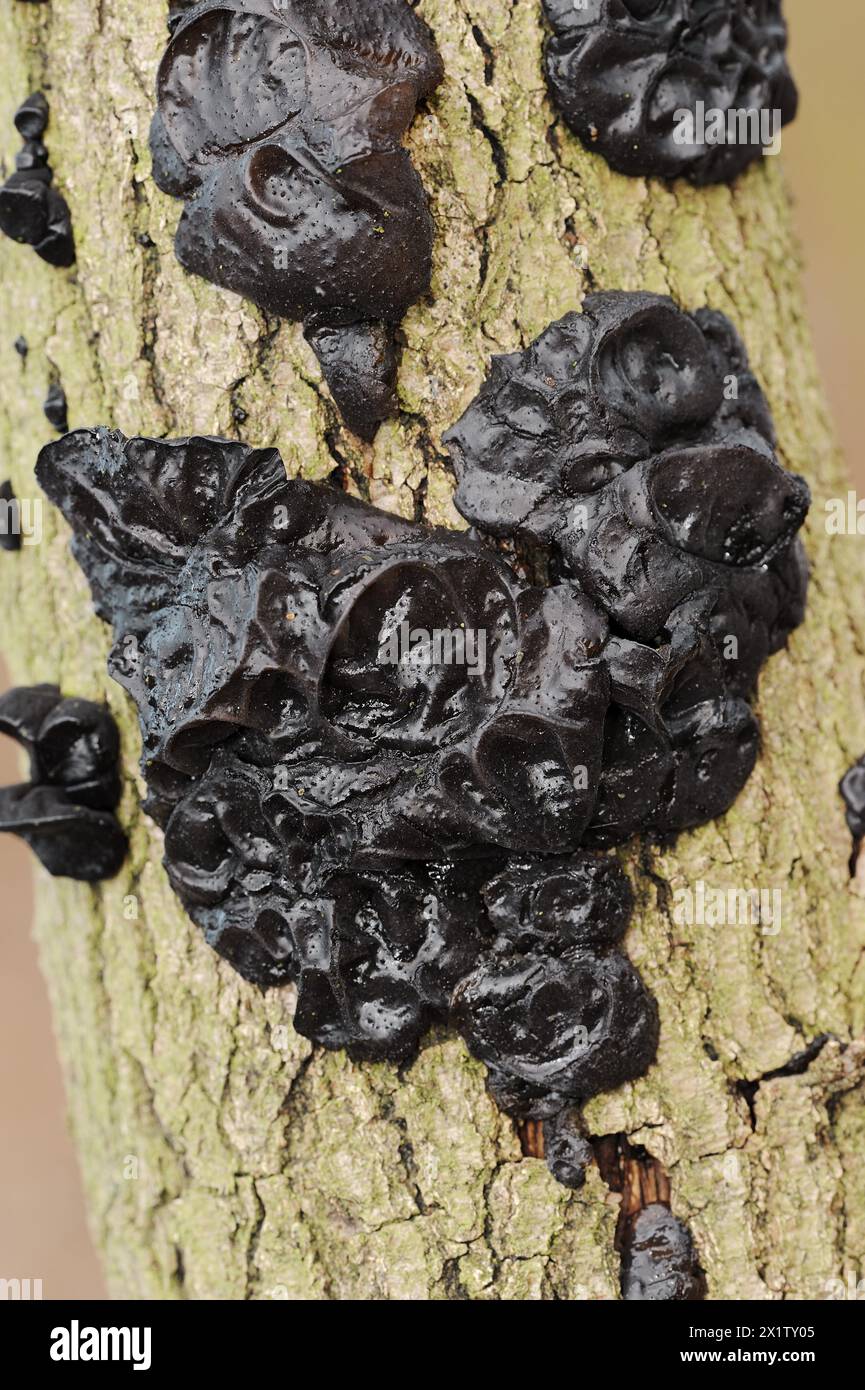 Glandulaire verruqueux ou glandulaire noir verruqueux (Exidia nigricans, Exidia plana), Rhénanie du Nord-Westphalie, Allemagne Banque D'Images