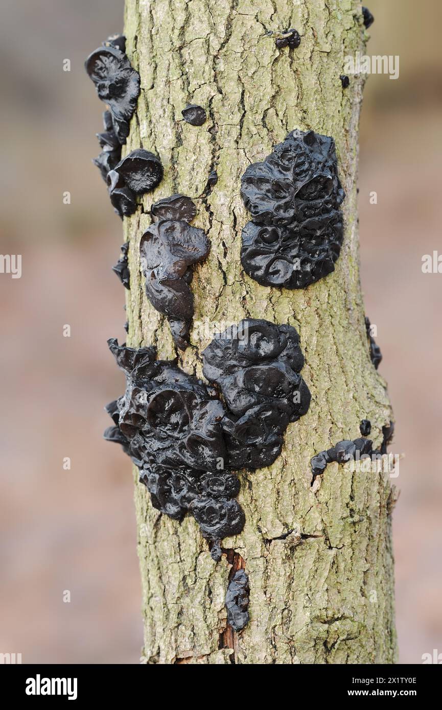 Glandulaire verruqueux ou glandulaire noir verruqueux (Exidia nigricans, Exidia plana), Rhénanie du Nord-Westphalie, Allemagne Banque D'Images