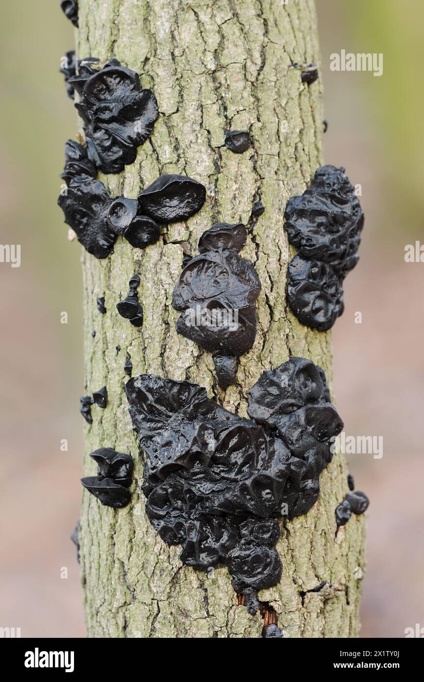 Glandulaire verruqueux ou glandulaire noir verruqueux (Exidia nigricans, Exidia plana), Rhénanie du Nord-Westphalie, Allemagne Banque D'Images