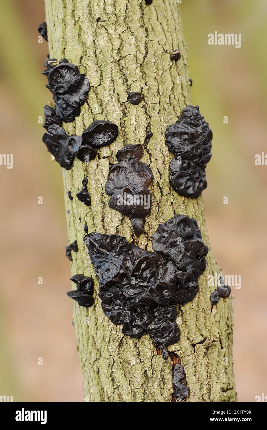 Glandulaire verruqueux ou glandulaire noir verruqueux (Exidia nigricans, Exidia plana), Rhénanie du Nord-Westphalie, Allemagne Banque D'Images