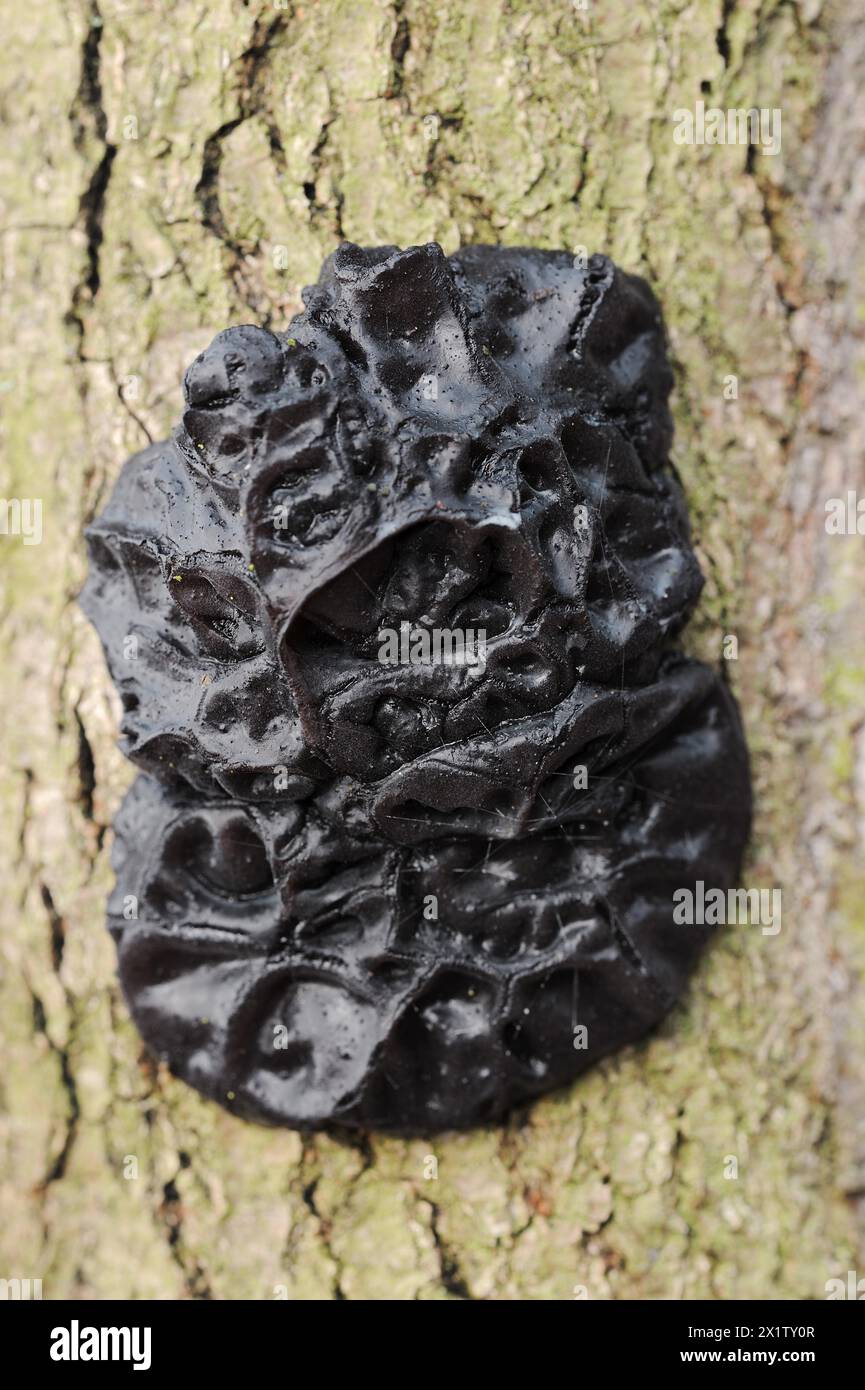 Glandulaire verruqueux ou glandulaire noir verruqueux (Exidia nigricans, Exidia plana), Rhénanie du Nord-Westphalie, Allemagne Banque D'Images