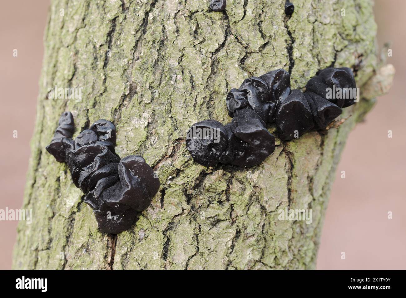 Glandulaire verruqueux ou glandulaire noir verruqueux (Exidia nigricans, Exidia plana), Rhénanie du Nord-Westphalie, Allemagne Banque D'Images