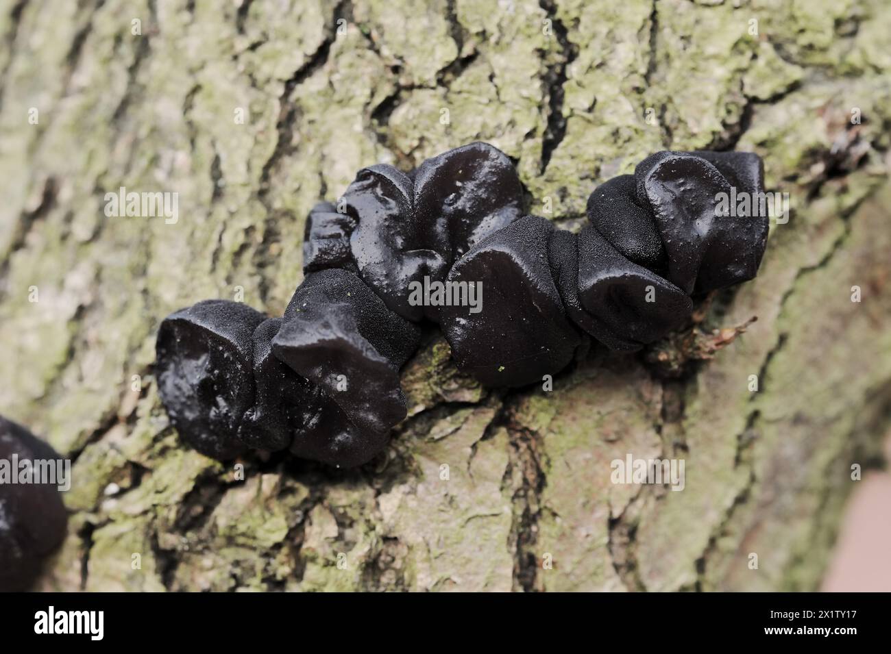Glandulaire verruqueux ou glandulaire noir verruqueux (Exidia nigricans, Exidia plana), Rhénanie du Nord-Westphalie, Allemagne Banque D'Images
