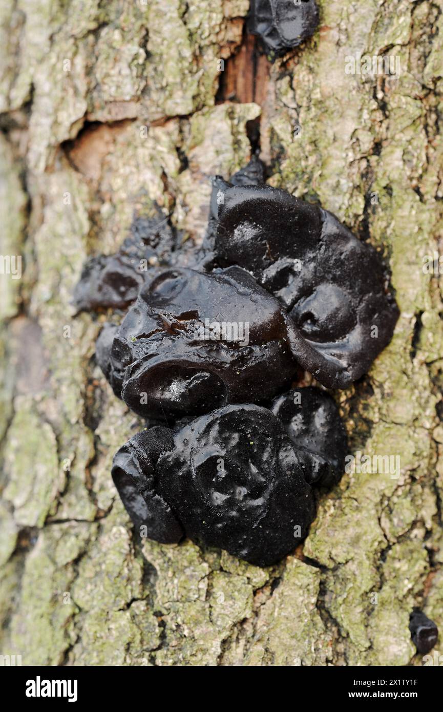 Glandulaire verruqueux ou glandulaire noir verruqueux (Exidia nigricans, Exidia plana), Rhénanie du Nord-Westphalie, Allemagne Banque D'Images