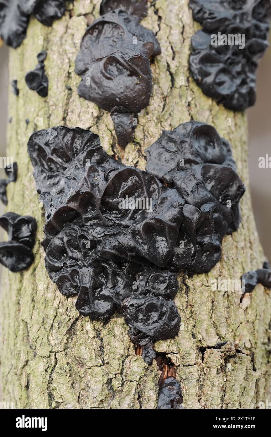 Glandulaire verruqueux ou glandulaire noir verruqueux (Exidia nigricans, Exidia plana), Rhénanie du Nord-Westphalie, Allemagne Banque D'Images