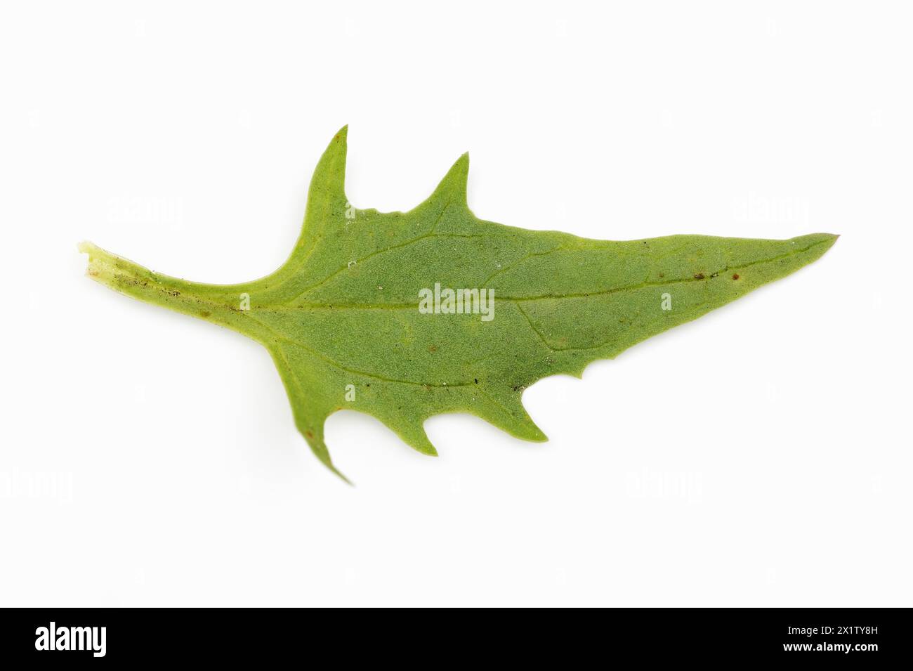 Épinards fraises (Chenopodium foliosum, Blitum virgatum), feuille sur fond blanc, plante végétale et ornementale Banque D'Images